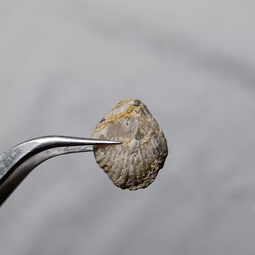 Rhynchonelloidella globosa