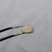Charger l&#39;image dans la galerie, Rhynchonelloidella globosa
