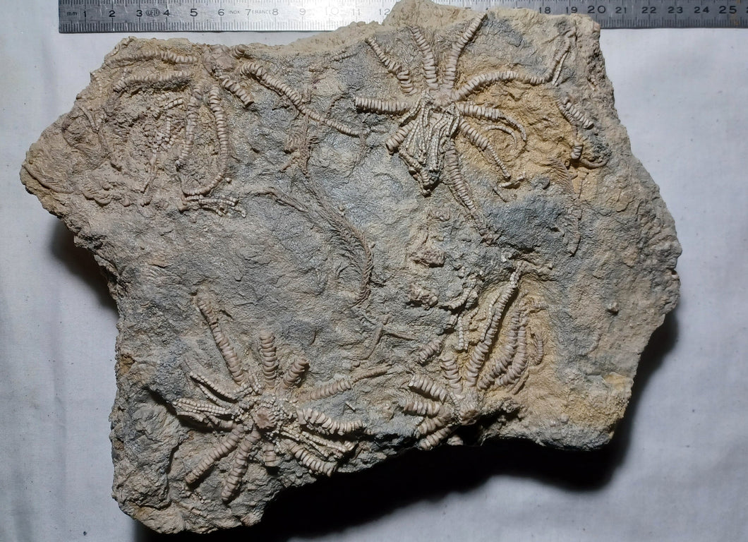 Solanocrinites beltremieuxi