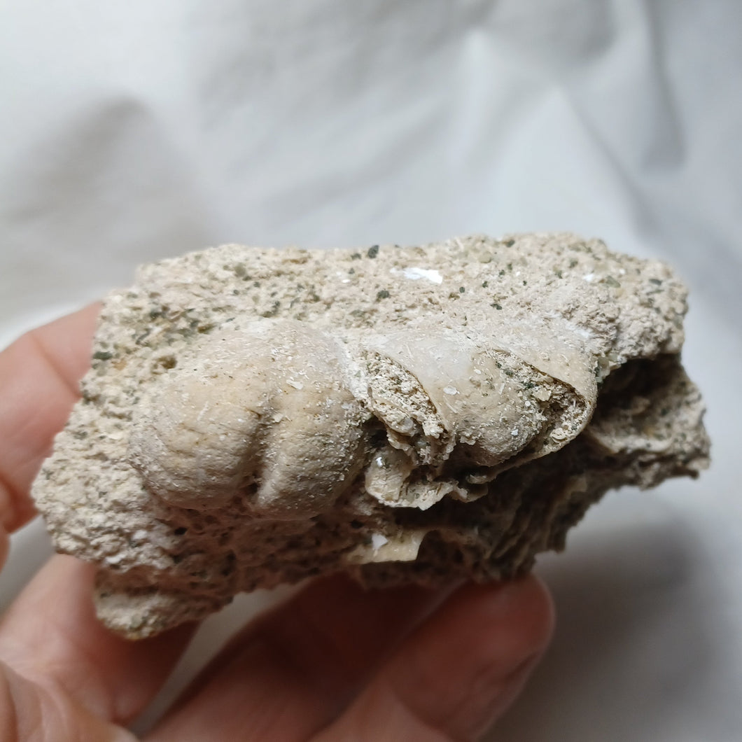 Maretia cossoni