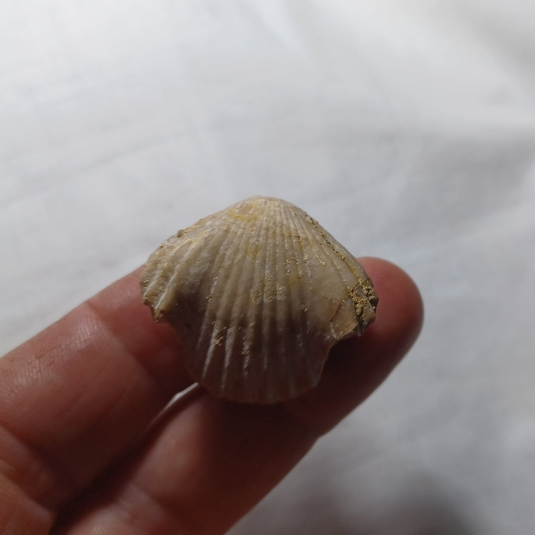 Cymatorhynchia quadriplicata