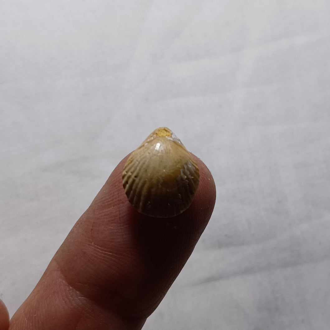 Eudesia cardium ?