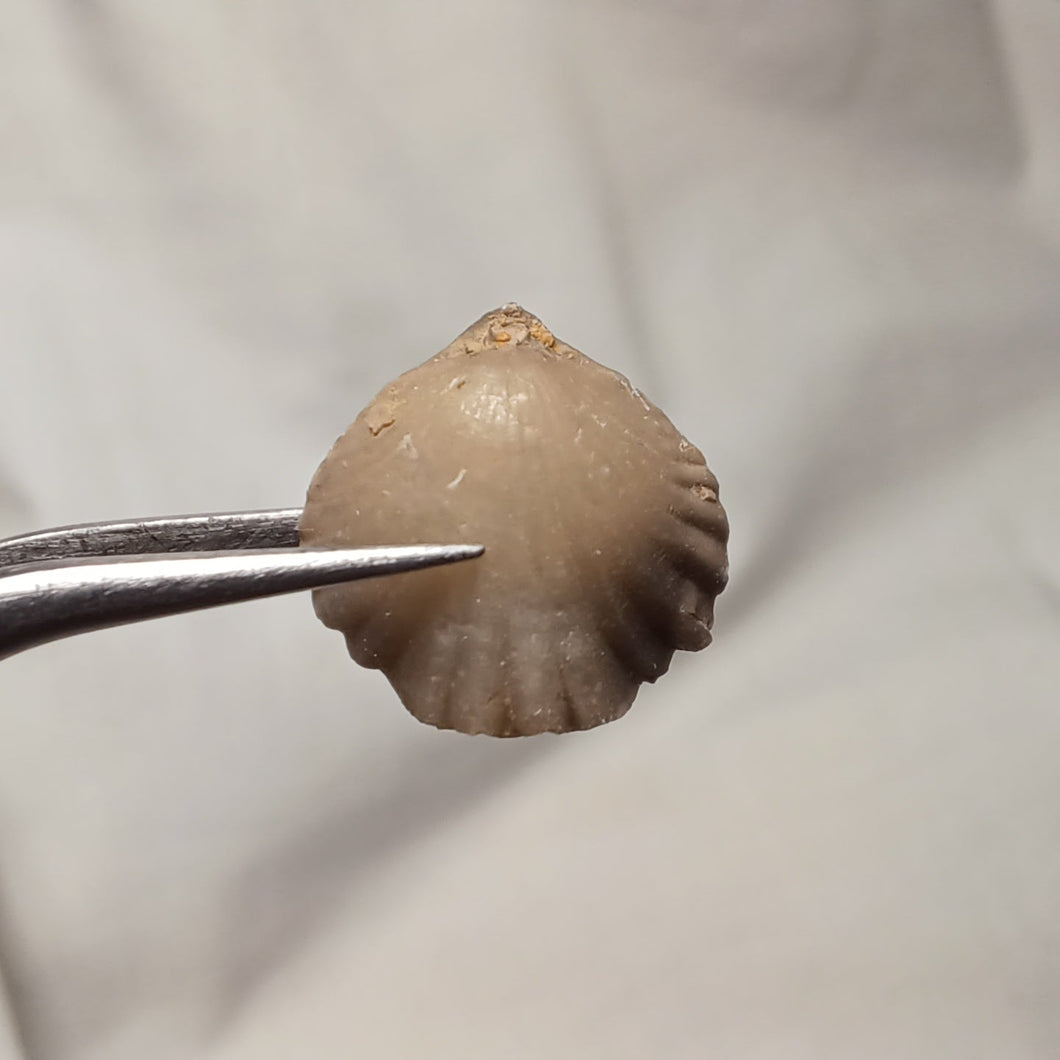 Pseudogibbirhynchia fallax