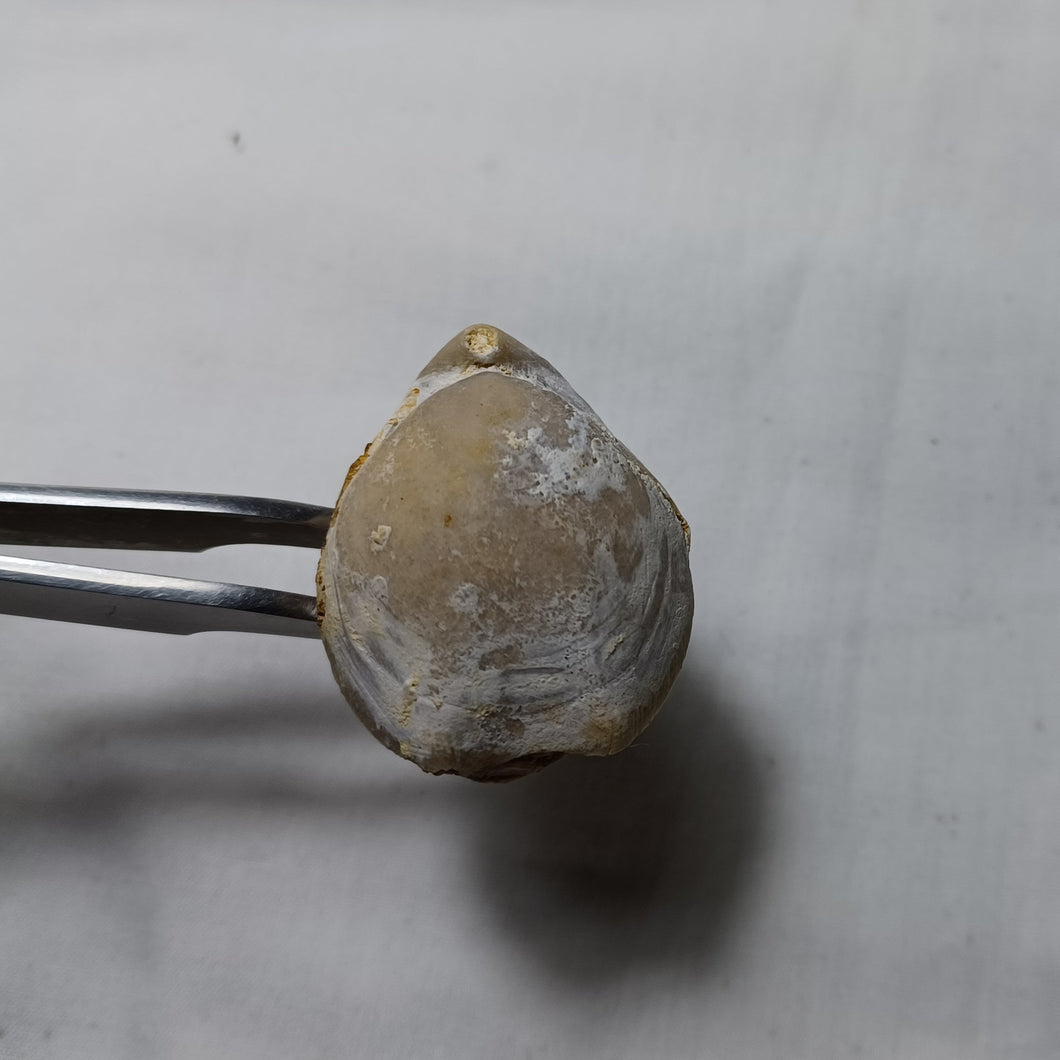 Lissajousithyris cf. masticonensis