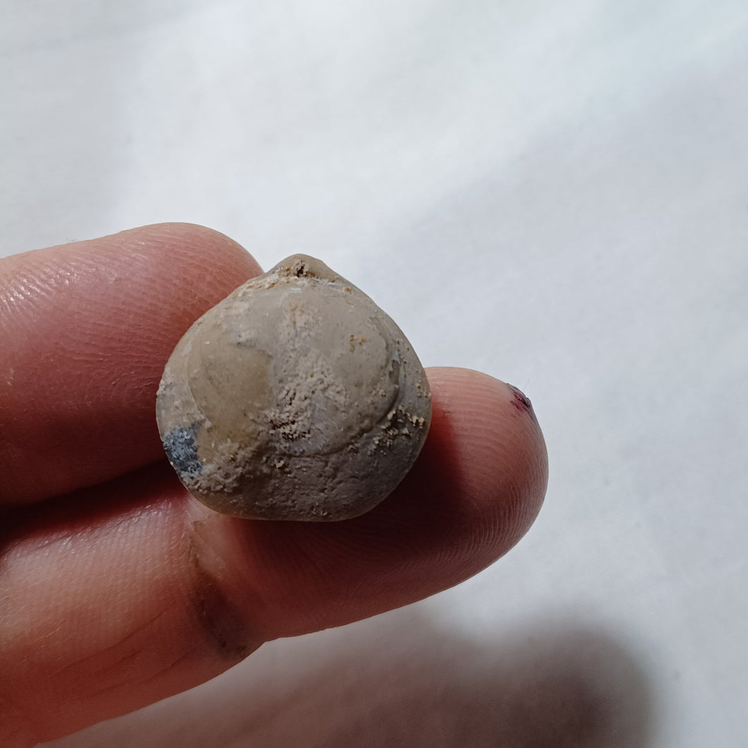 Cuersithyris provincialis ?