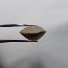 Charger l&#39;image dans la galerie, Cuersithyris provincialis ?
