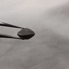 Charger l&#39;image dans la galerie, Zeilleria lycetti
