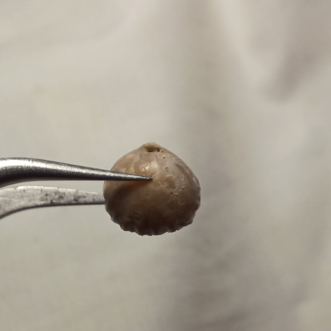 Ivanoviella sexplicosa ?