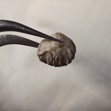 Charger l&#39;image dans la galerie, Ivanoviella sexplicosa ?
