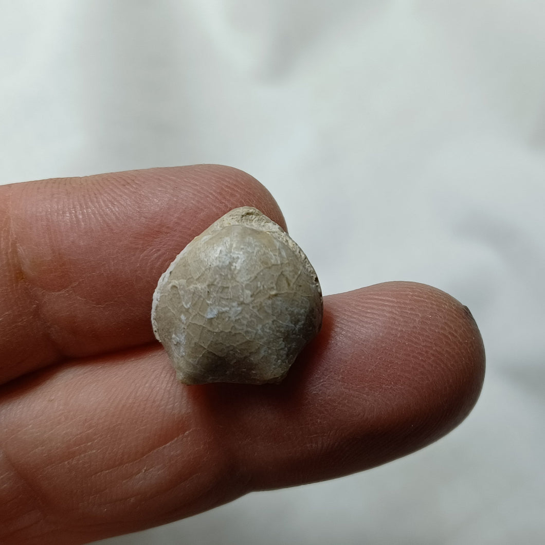 Caryona versiplicata
