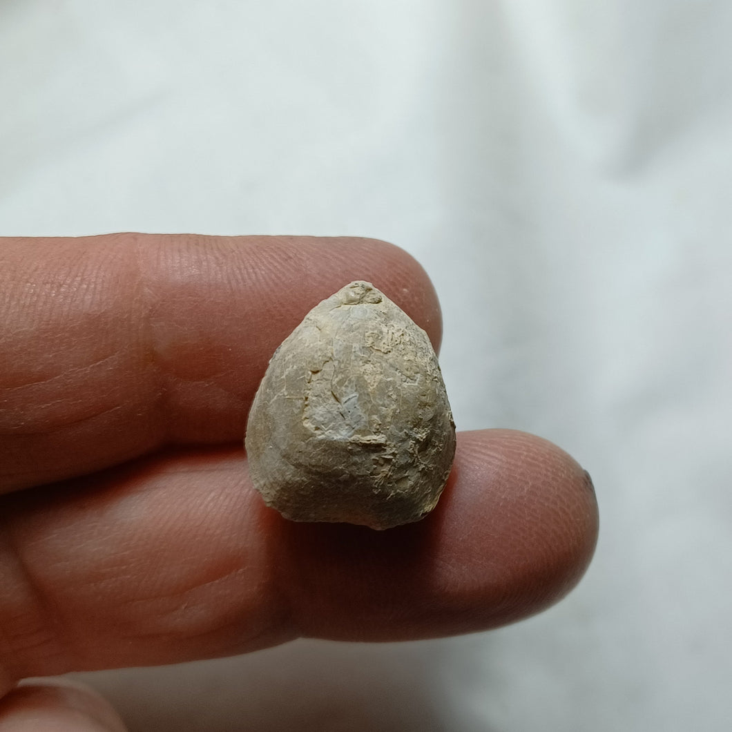 Caryona versiplicata