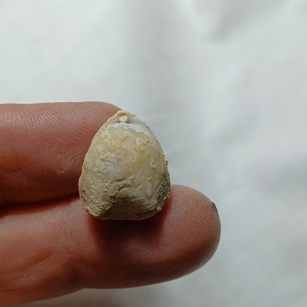 Caryona versiplicata