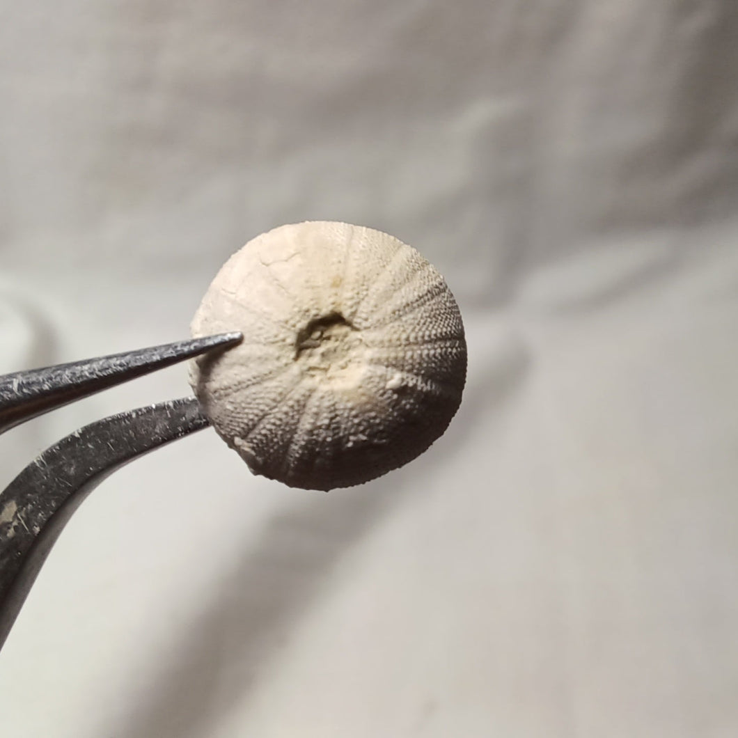Cottaldia benettiae