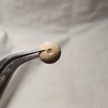 Load image into Gallery viewer, Cottaldia benettiae
