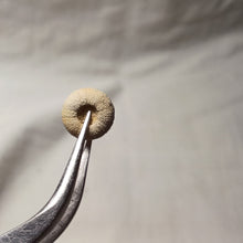 Load image into Gallery viewer, Cottaldia benettiae

