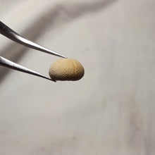 Load image into Gallery viewer, Cottaldia benettiae
