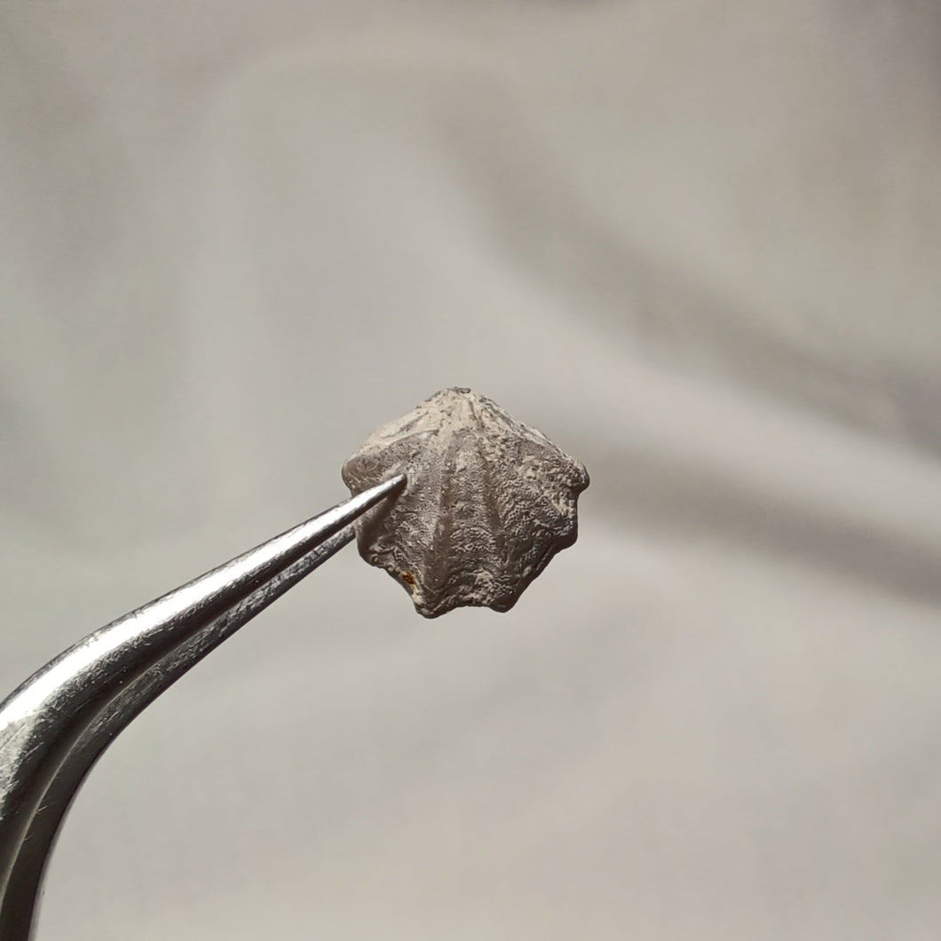 Trigonellina minima