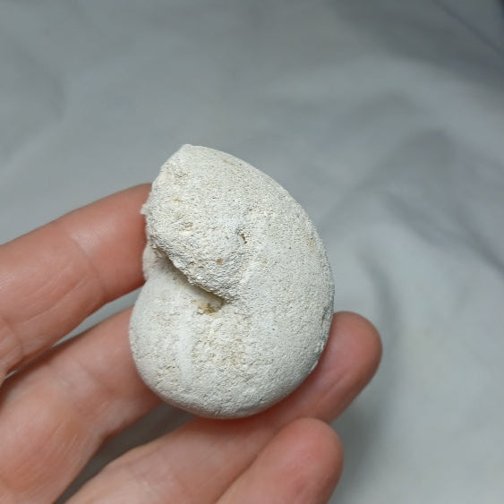 Eutrephoceras cf. dekayi
