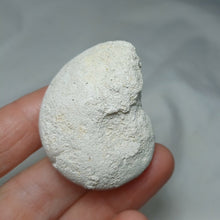 Load image into Gallery viewer, Eutrephoceras cf. dekayi
