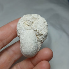 Load image into Gallery viewer, Eutrephoceras cf. dekayi
