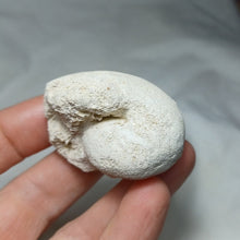 Load image into Gallery viewer, Eutrephoceras cf. dekayi
