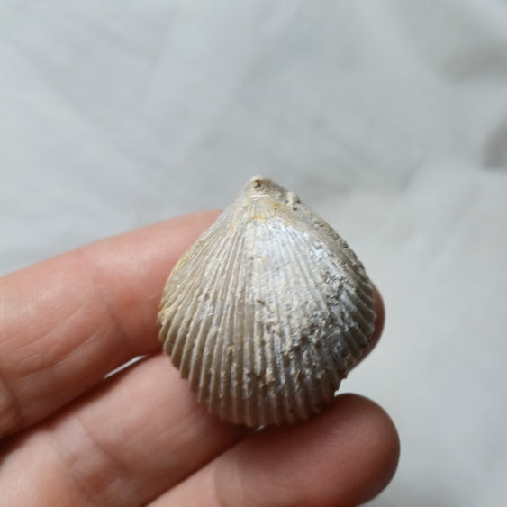 Sphenorhynchia  plicatella