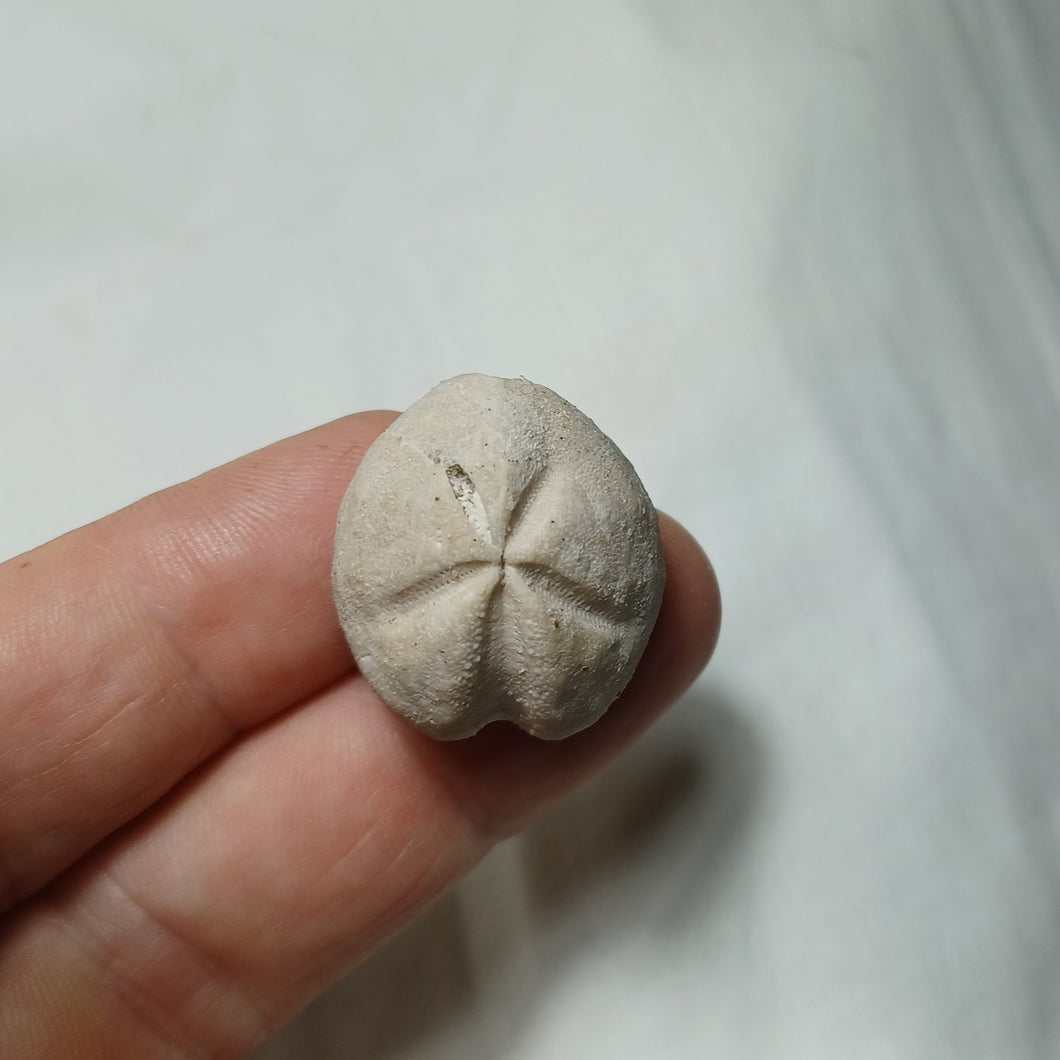 Linthia ducrocqui