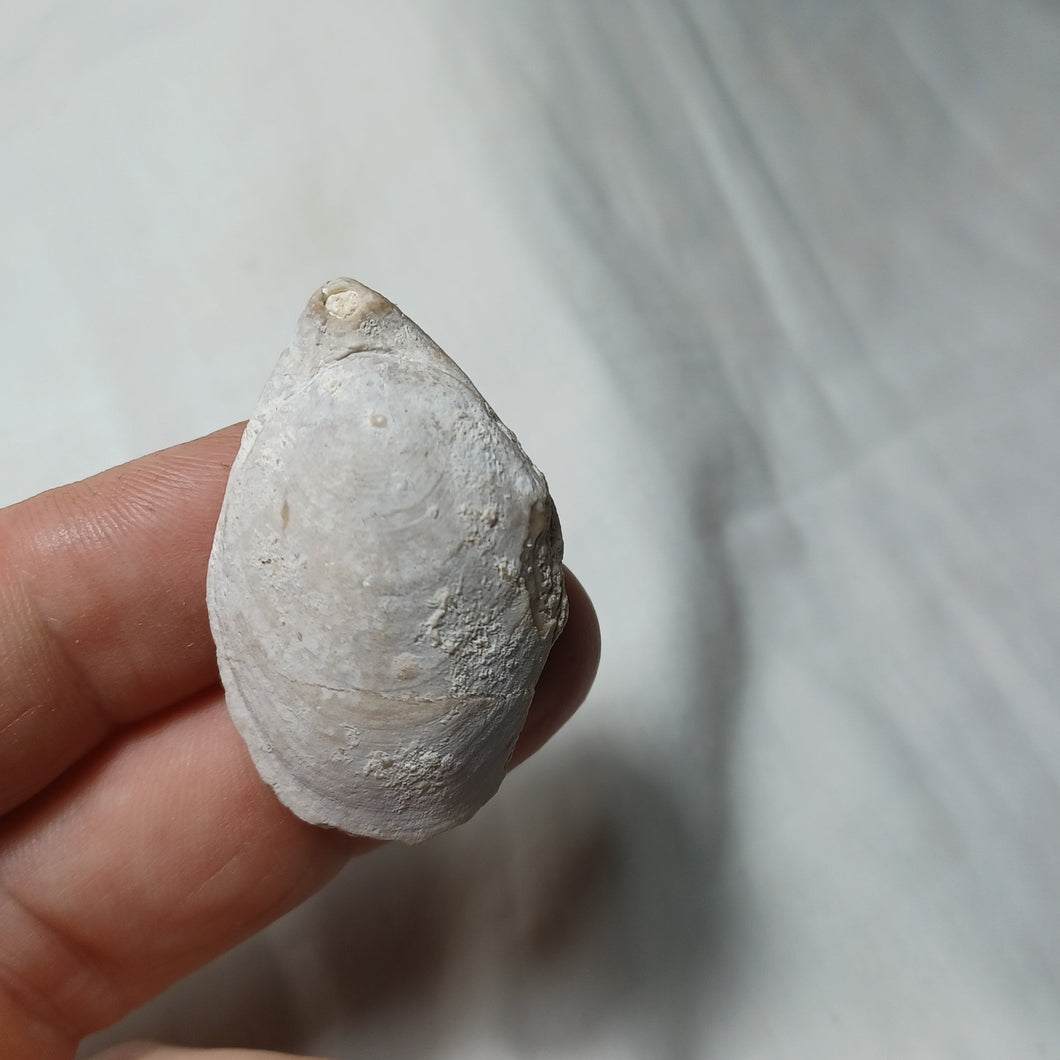 Rugitela ? hippopus