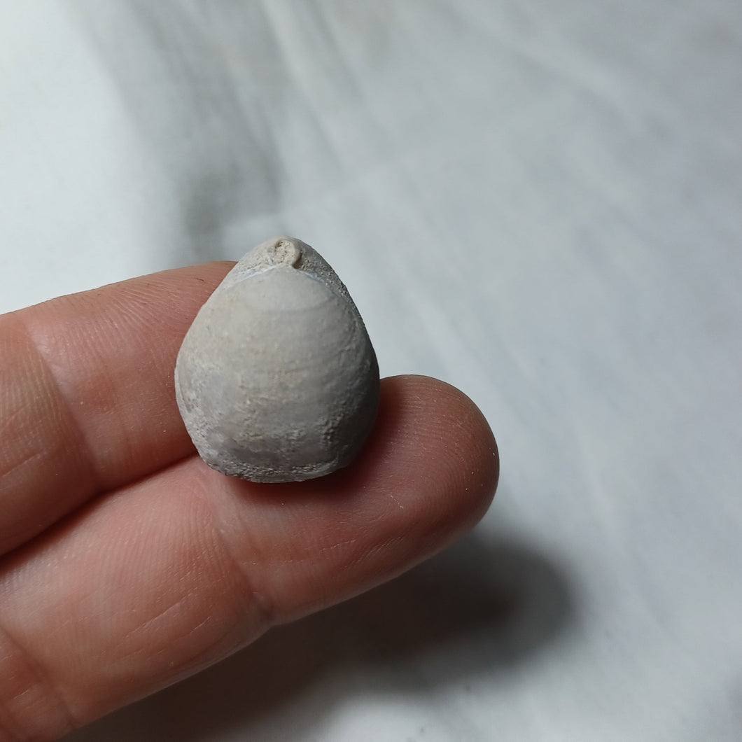 Tubithyris doueensis