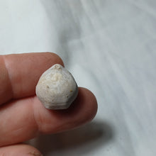 Load image into Gallery viewer, Tubithyris doueensis
