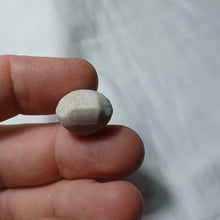 Load image into Gallery viewer, Tubithyris doueensis
