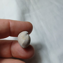 Load image into Gallery viewer, Tubithyris doueensis
