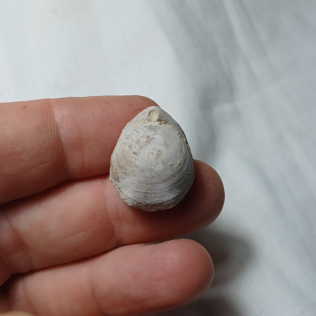 Tubithyris doueensis