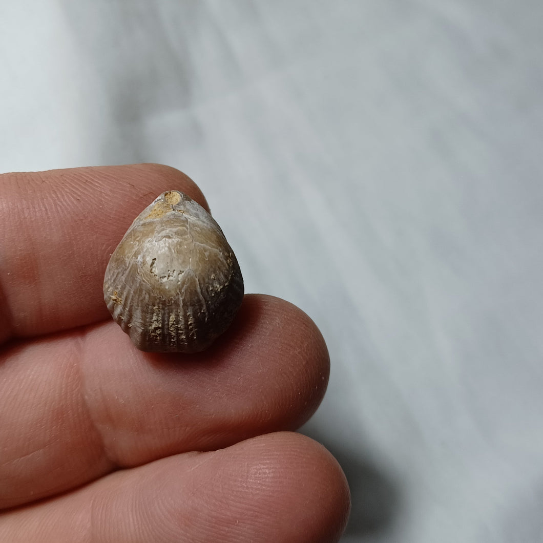Glosseudesia semistriata