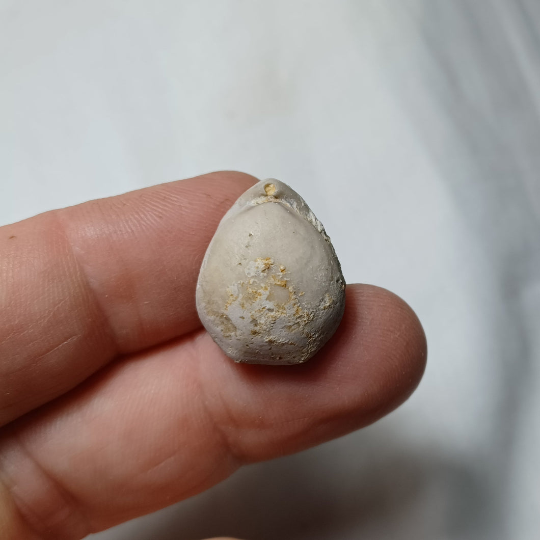 Tubithyris wrighti