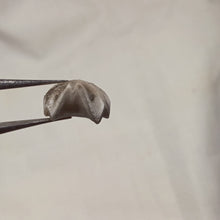 Charger l&#39;image dans la galerie, Homoeorhynchia cynocephala

