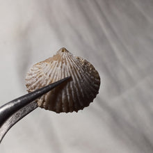 Load image into Gallery viewer, Acanthothyris tenuispina
