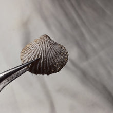 Load image into Gallery viewer, Acanthothyris tenuispina
