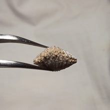 Load image into Gallery viewer, Acanthothyris tenuispina
