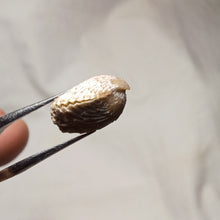 Load image into Gallery viewer, Acanthothyris tenuispina
