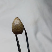 Load image into Gallery viewer, Ornithella umbonella
