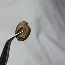 Load image into Gallery viewer, Ornithella umbonella
