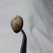 Load image into Gallery viewer, Ornithella umbonella
