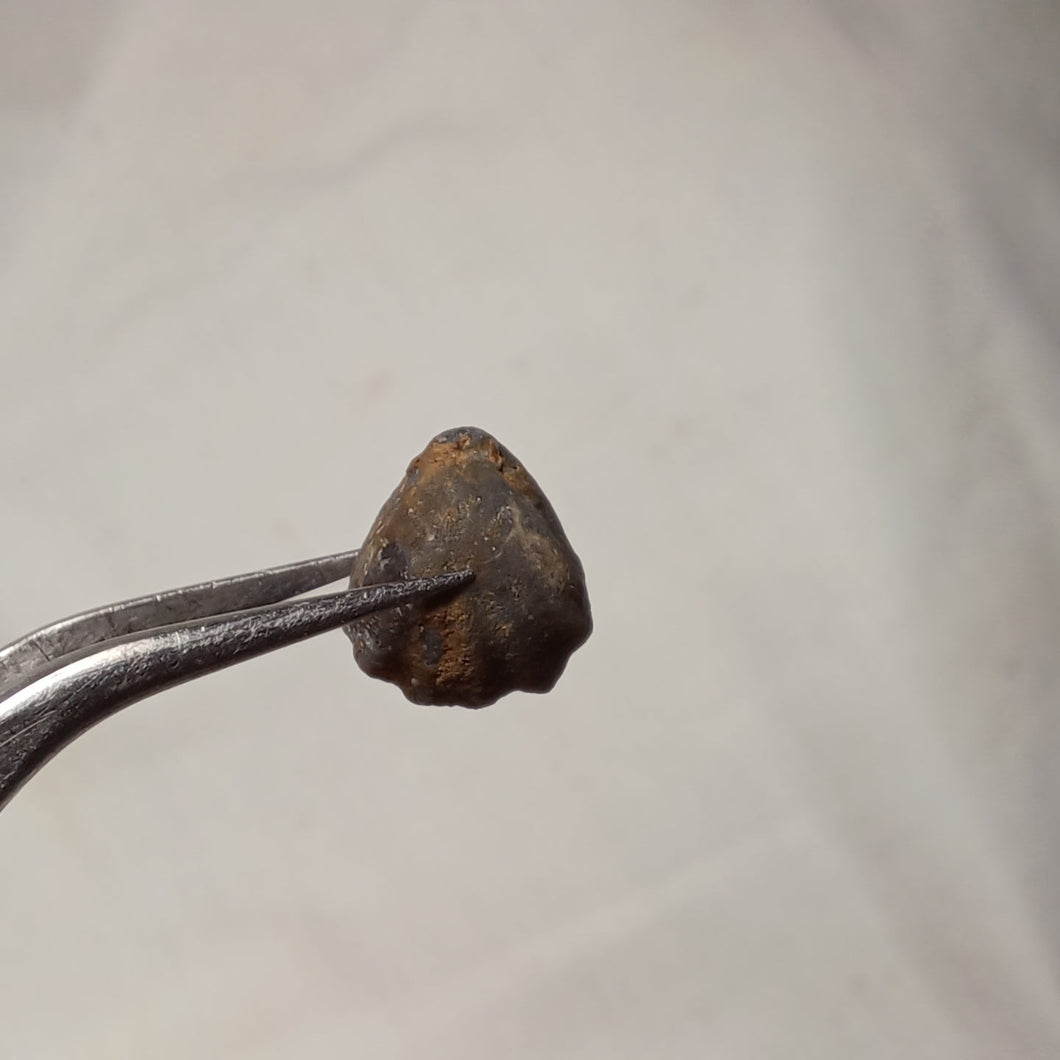 caucasella voultensis
