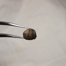 Load image into Gallery viewer, caucasella voultensis
