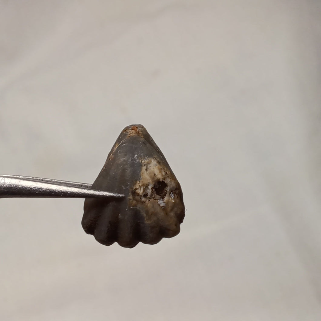 Caucasella voultensis