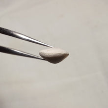 Load image into Gallery viewer, Psilothyris chloris ?
