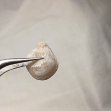 Load image into Gallery viewer, Psilothyris chloris ?
