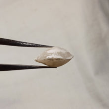 Load image into Gallery viewer, Psilothyris chloris ?
