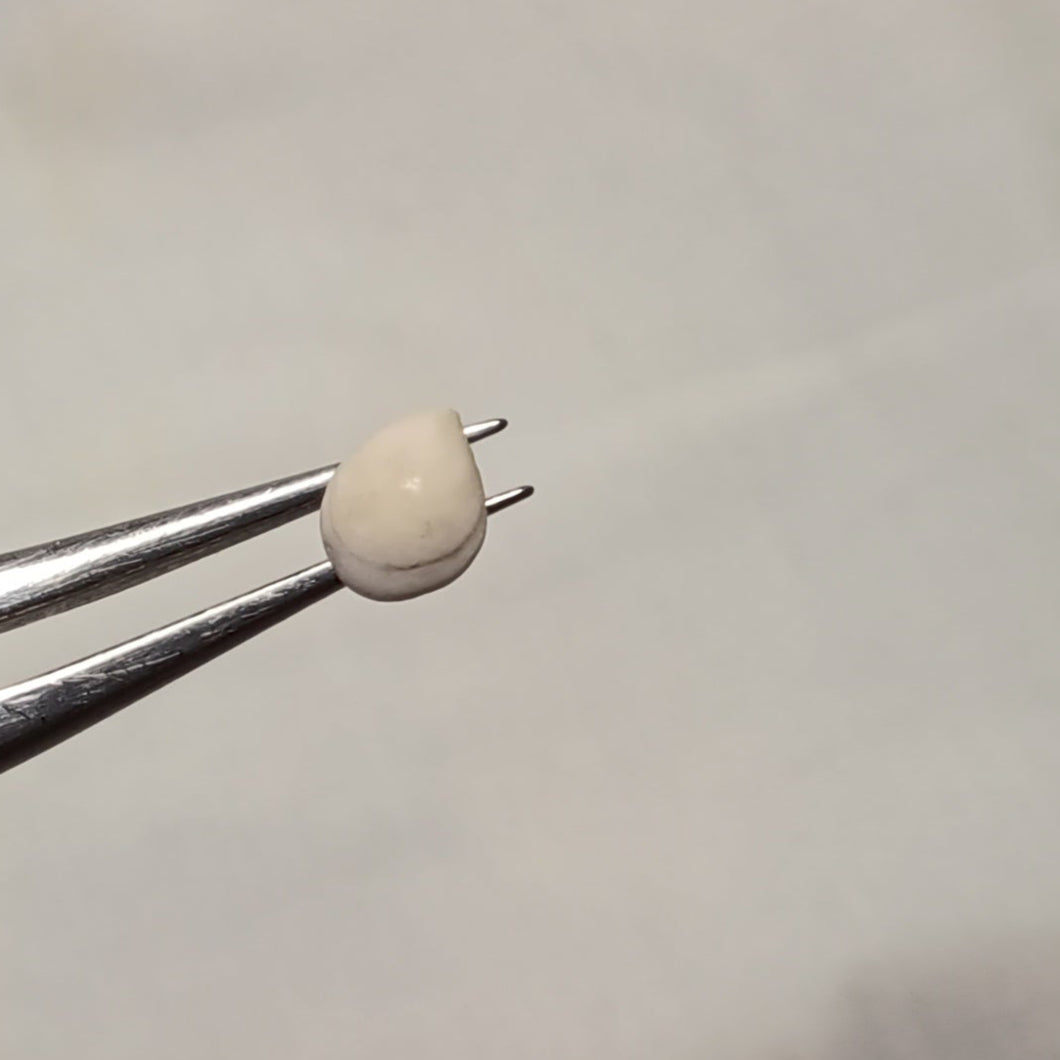 Psilothyris chloris ?